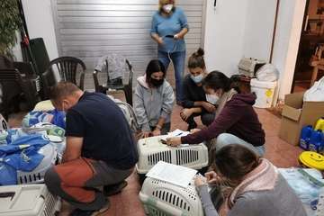 Telde y el Colegio Oficial de Veterinarios inician la campaña masiva de castración y esterilización de gatos callejeros/TA.